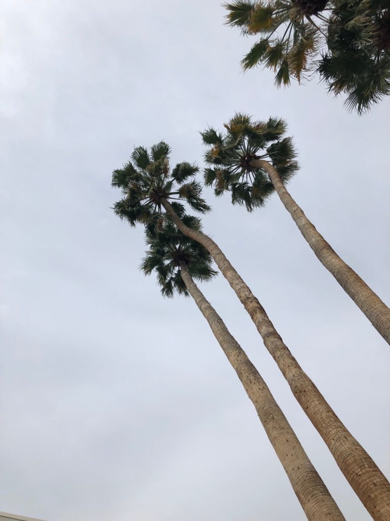 Palm Trees