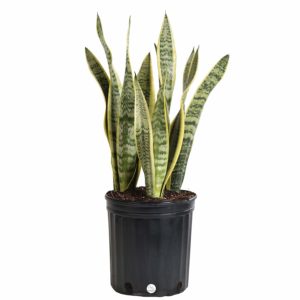 Snake Plant